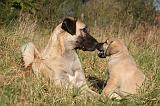 KANGAL 106